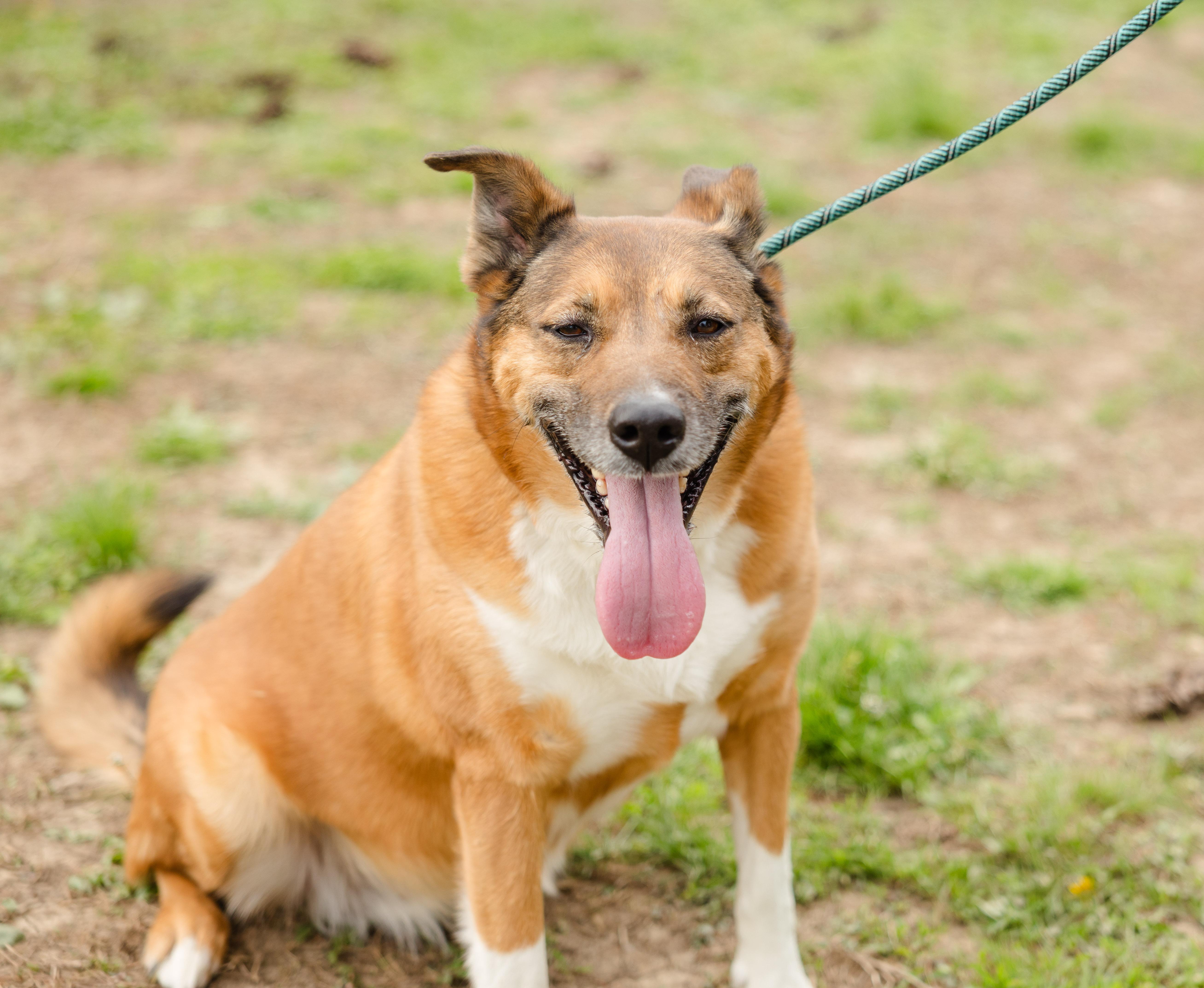 Enlarge Bonnie, a ADOPTABLE mixed breed in Newburgh, IN image 2/2