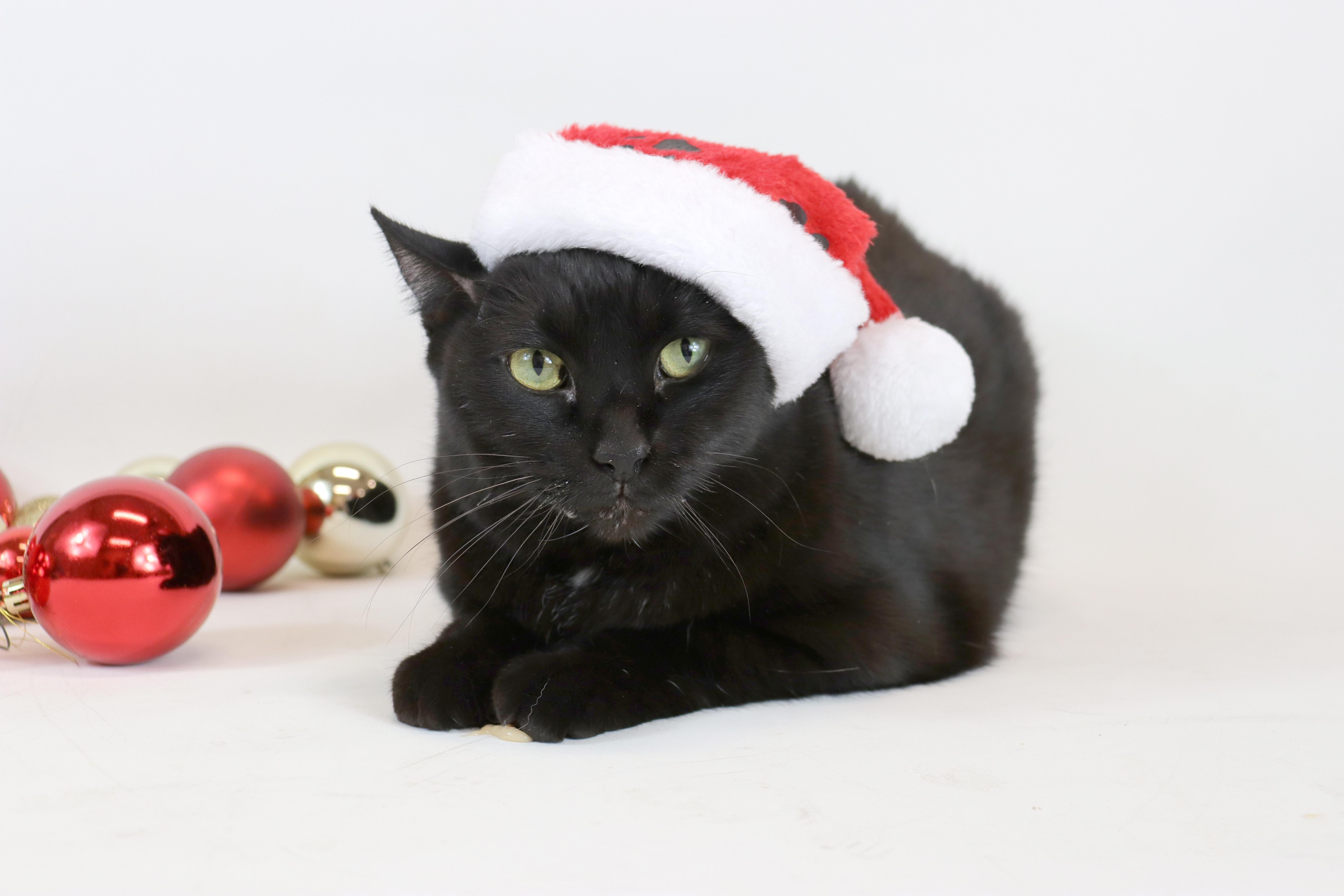 Enlarge Olivia, a Adoptable Domestic Short Hair in Clovis, CA image 1/3