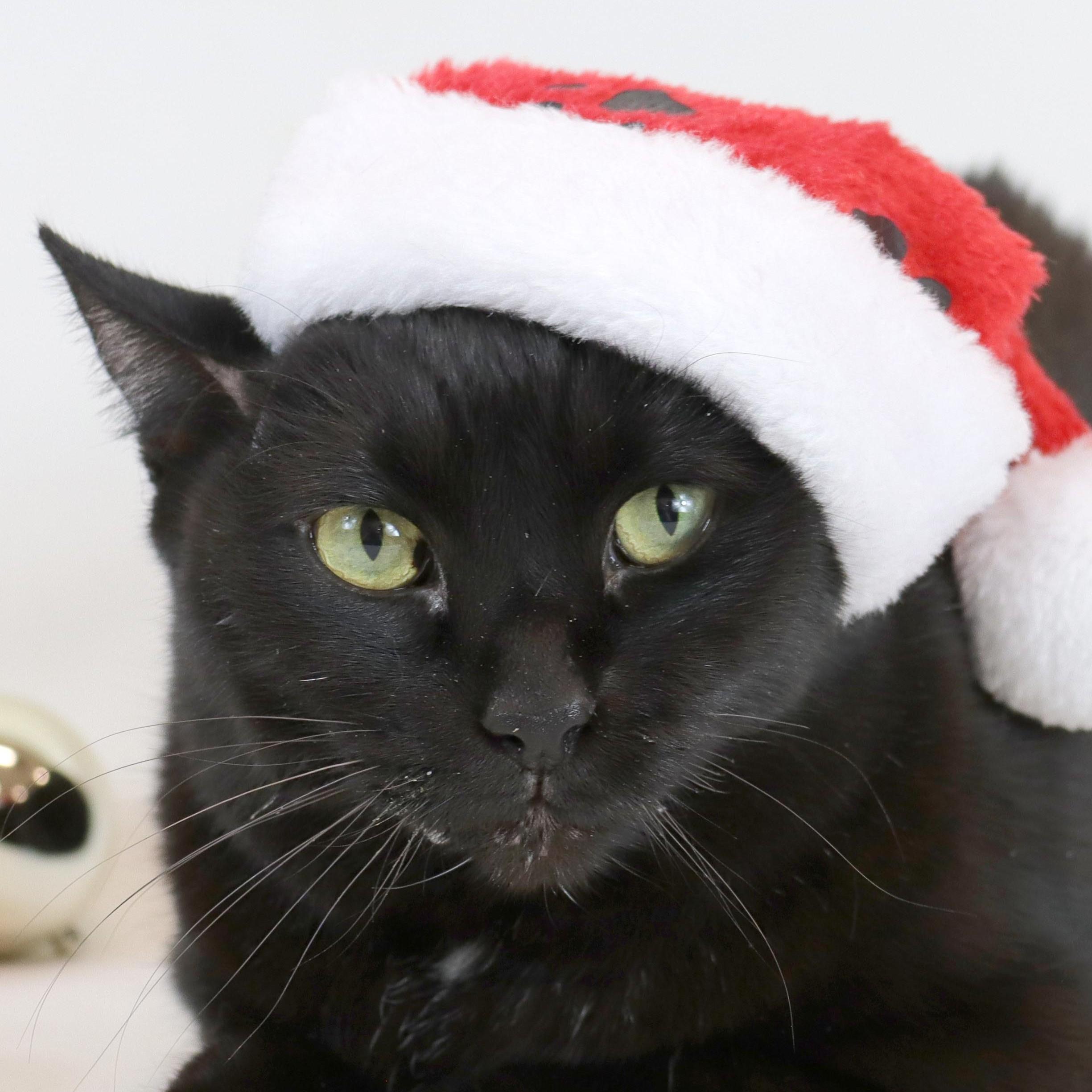 Enlarge Olivia, a Adoptable Domestic Short Hair in Clovis, CA image 2/3