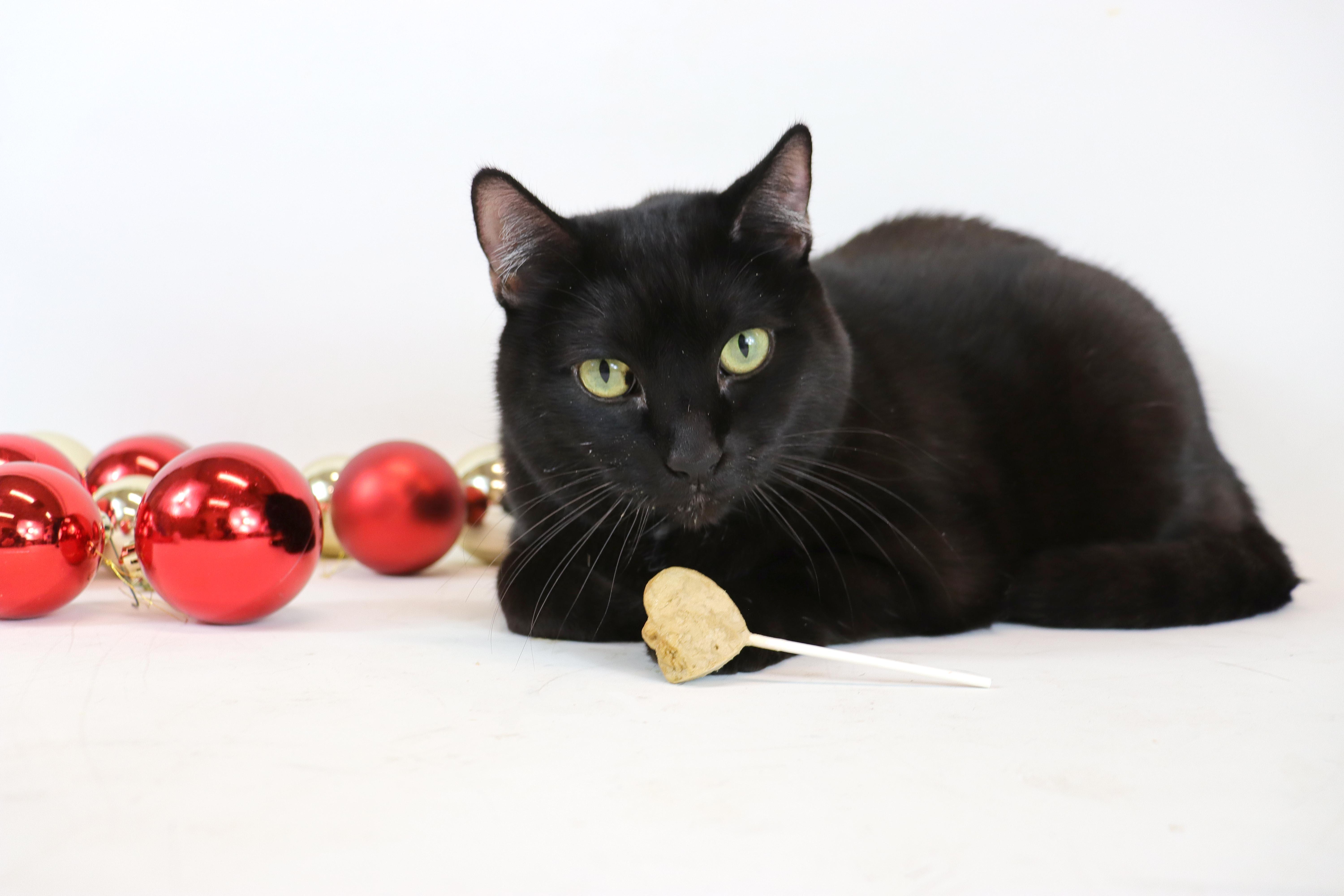 Enlarge Olivia, a Adoptable Domestic Short Hair in Clovis, CA image 3/3