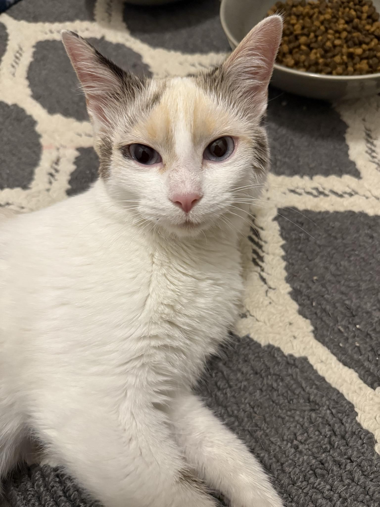 Dahlia, a Adoptable Domestic Medium Hair in Edmond, OK image 3/6