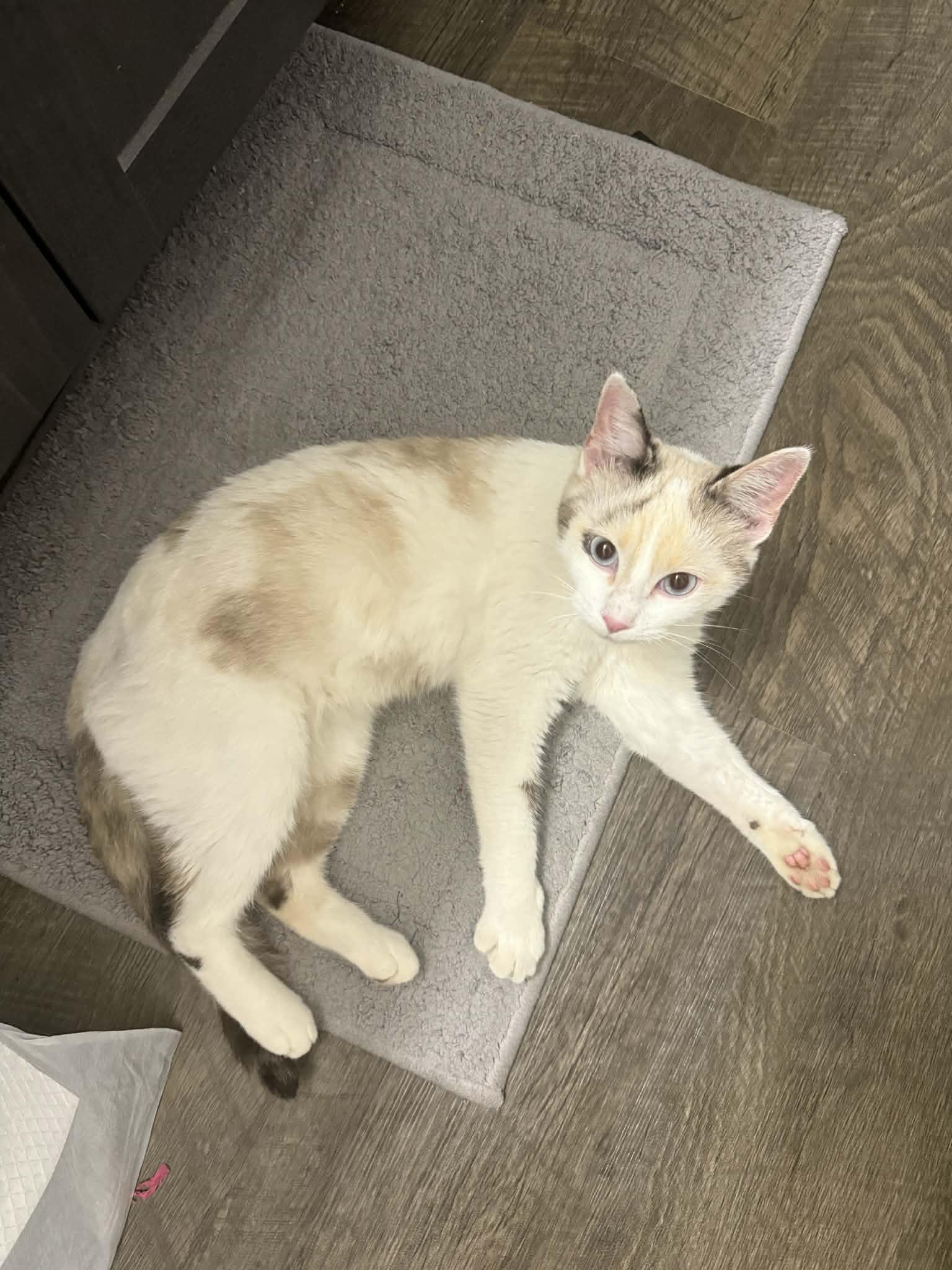 Dahlia, a Adoptable Domestic Medium Hair in Edmond, OK image 4/6