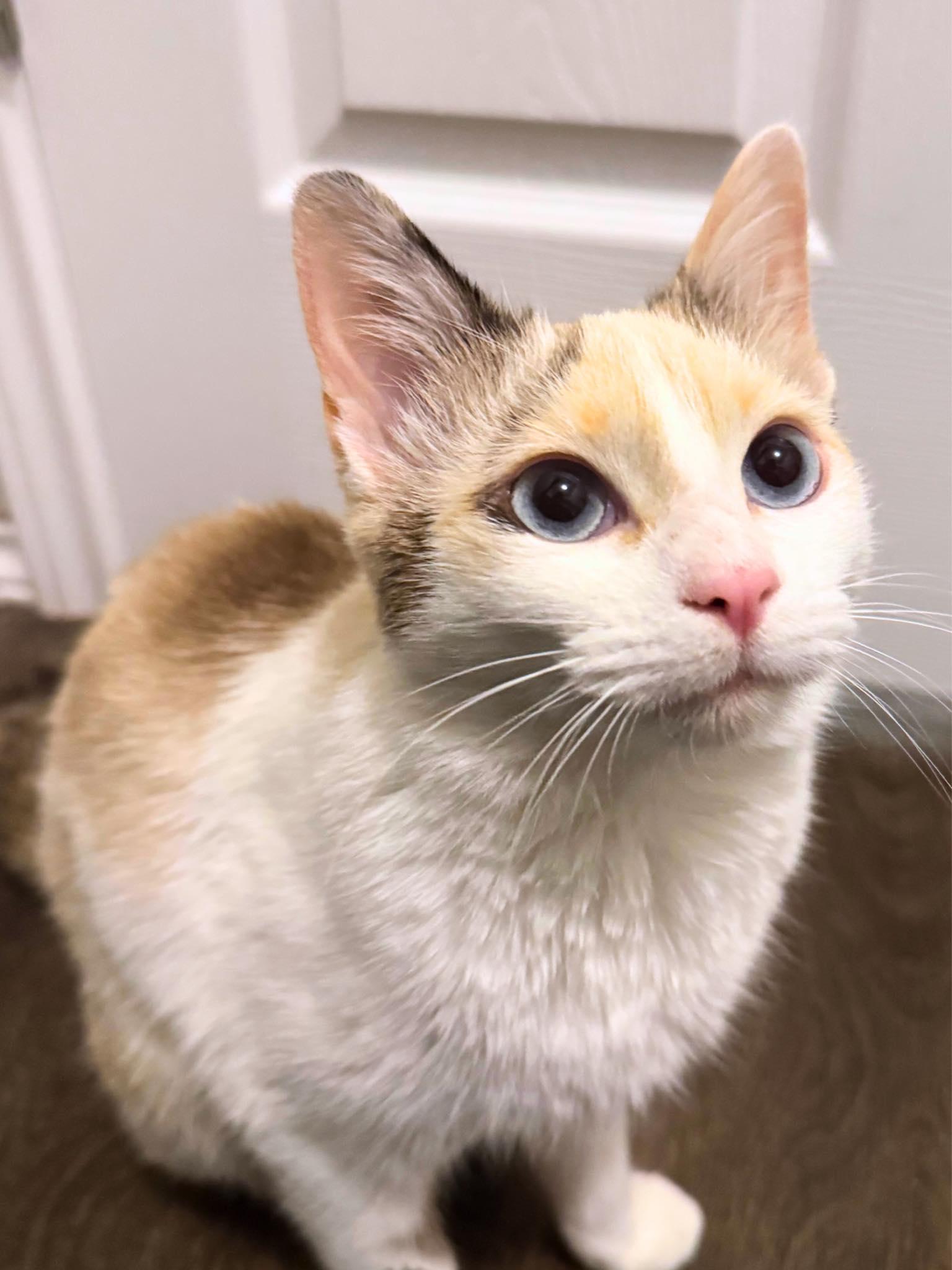 Dahlia, a Adoptable Domestic Medium Hair in Edmond, OK image 1/6