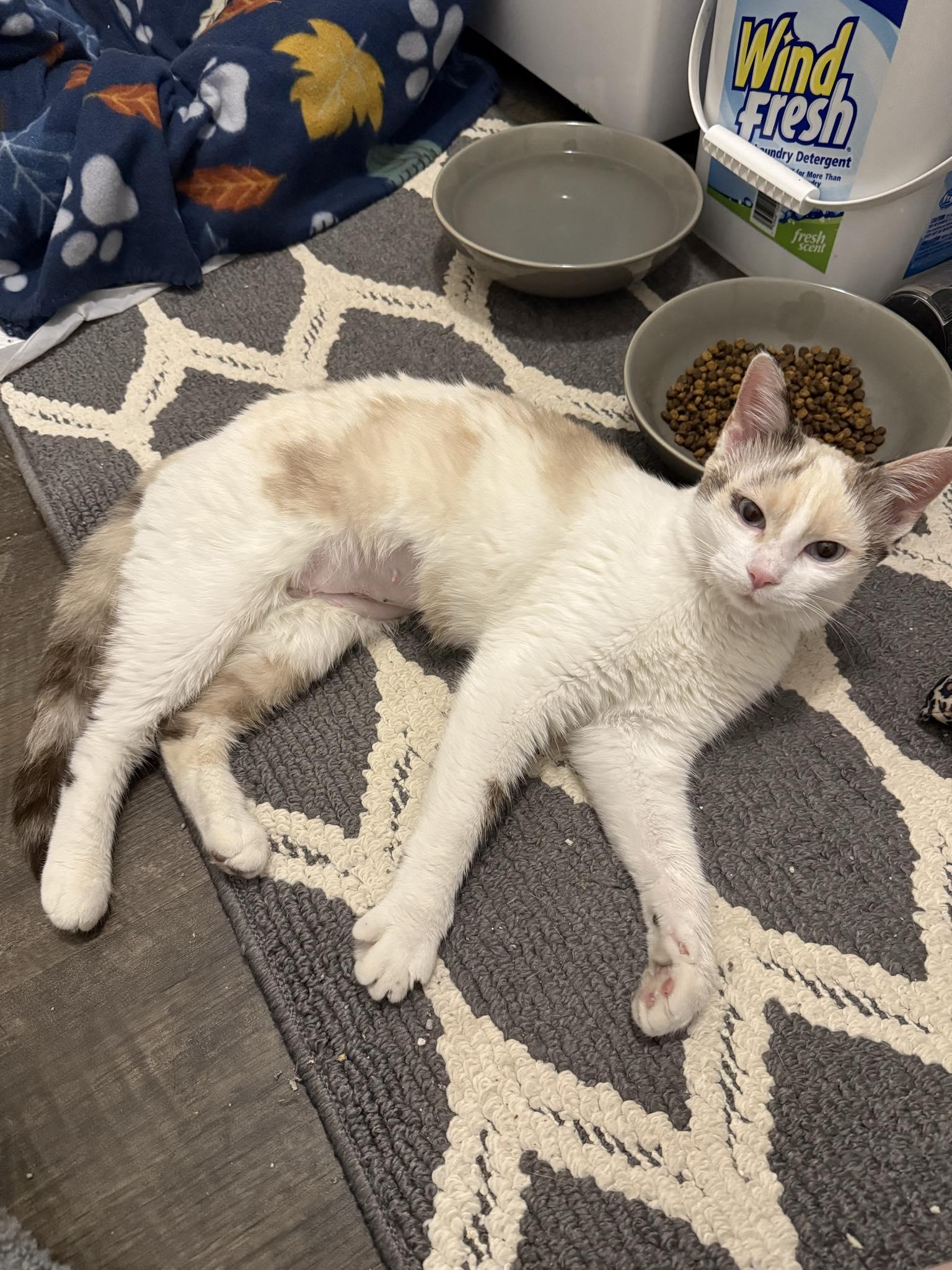 Dahlia, a Adoptable Domestic Medium Hair in Edmond, OK image 5/6