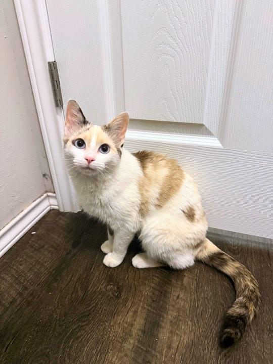 Dahlia, a Adoptable Domestic Medium Hair in Edmond, OK image 6/6