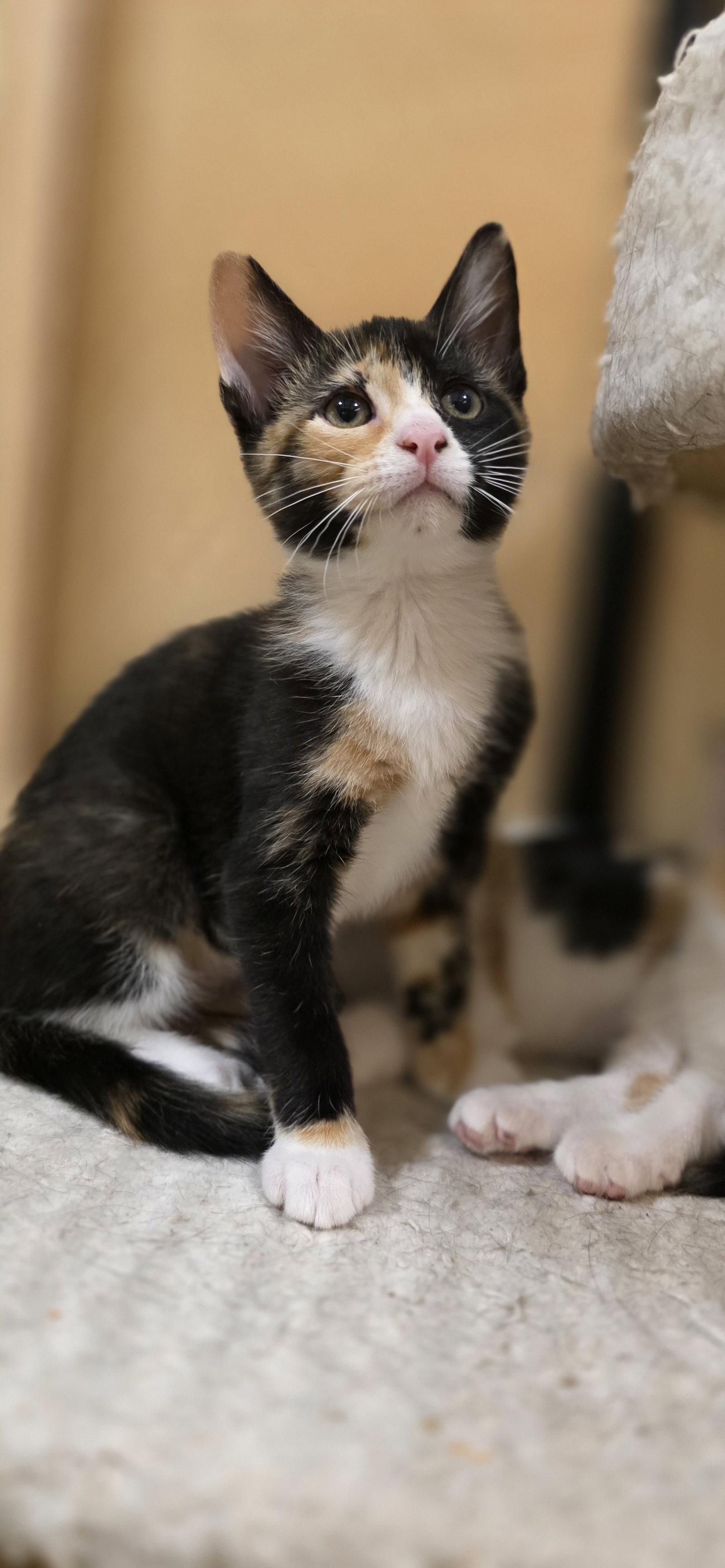 Miny, Adopted, Kitten Female Domestic Short Hair.
