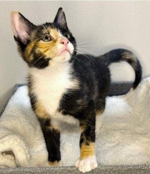 Miny, a Adopted Domestic Short Hair in Rowlett, TX image 2/3