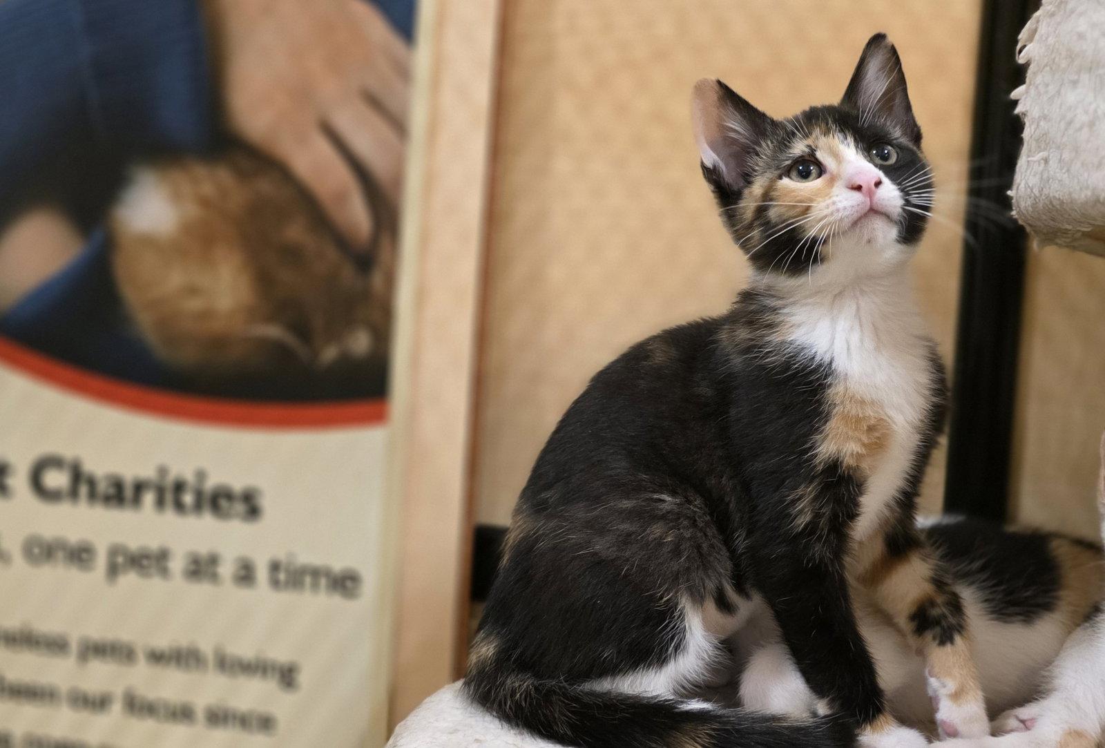 Miny, a Adopted Domestic Short Hair in Rowlett, TX image 3/3