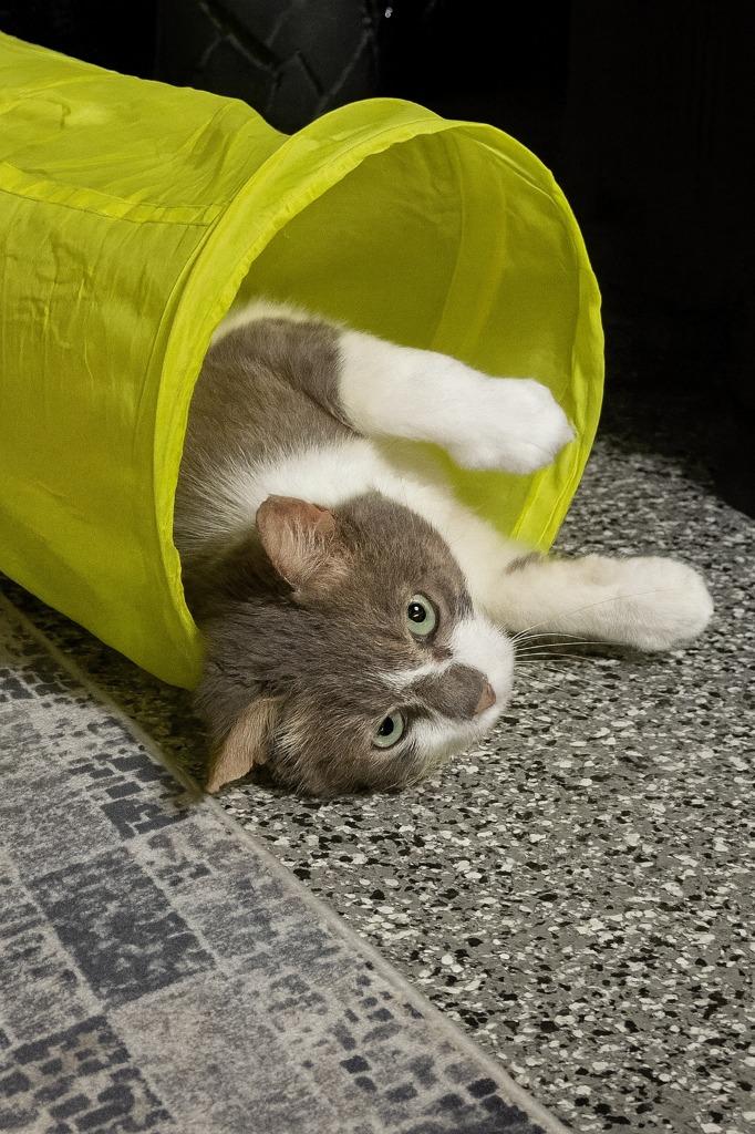 River, Adoptable, Adult Male Domestic Short Hair.