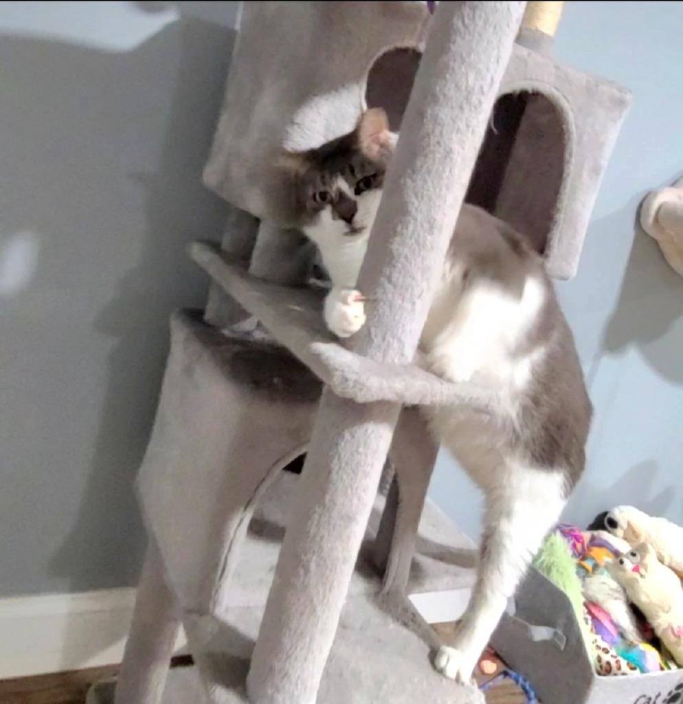 Enlarge River, a Adoptable mixed breed in Pawtucket, RI image 2/6