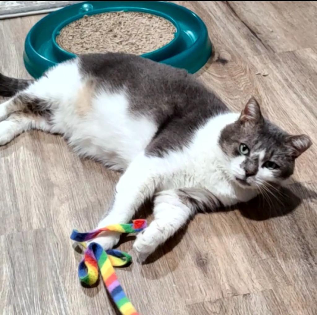 Enlarge River, a Adoptable mixed breed in Pawtucket, RI image 3/6