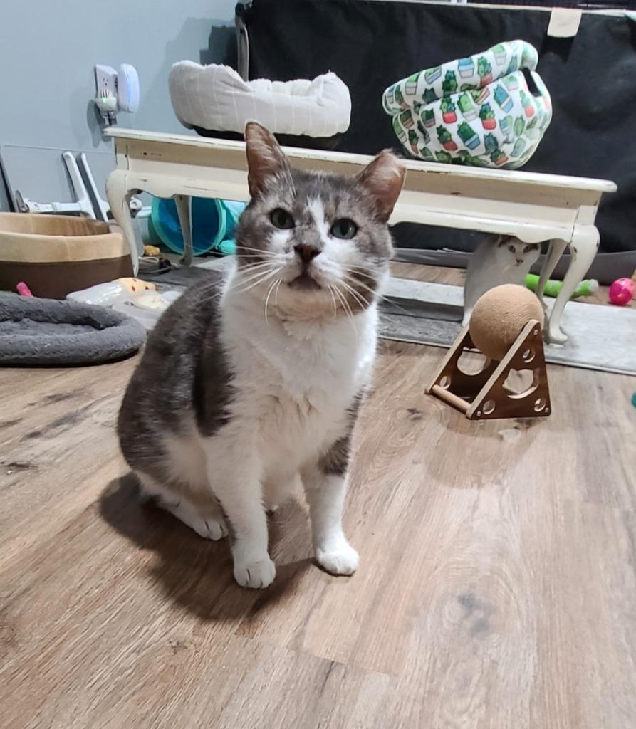 Enlarge River, a Adoptable mixed breed in Pawtucket, RI image 4/6