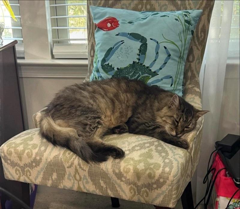 LIBERTY BELLE, Adoptable, Senior Female Domestic Long Hair.