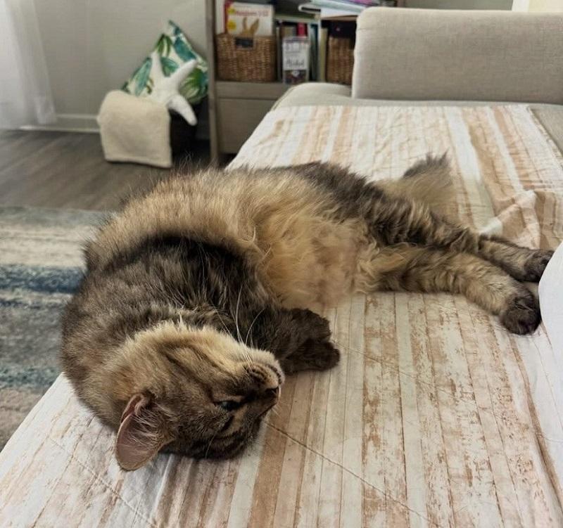 Enlarge LIBERTY BELLE, a Adoptable Domestic Long Hair in Pegram, TN image 2/2