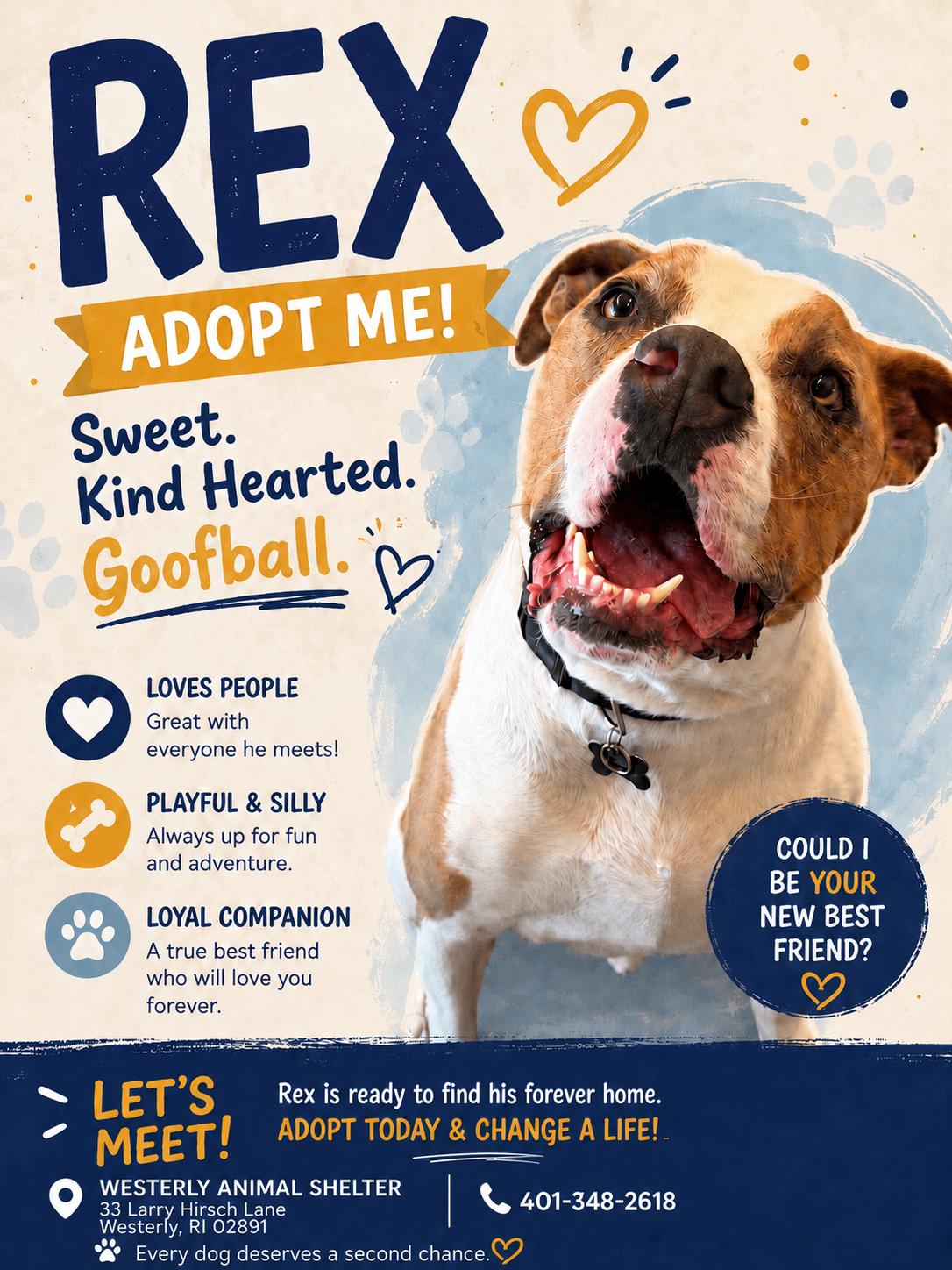 Rex, ADOPTABLE, Adult Male American Staffordshire Terrier.
