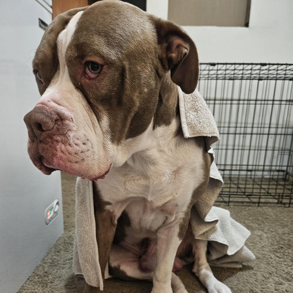 Bentley, Adoptable, Adult Male American Bulldog & Boxer.