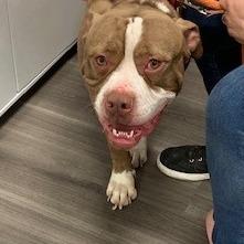 Enlarge Bentley, a Adoptable mixed breed in York, PA image 2/6