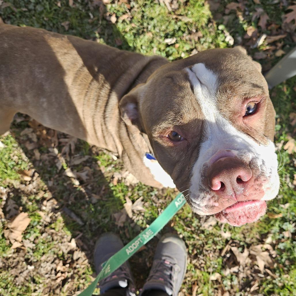 Enlarge Bentley, a Adoptable mixed breed in York, PA image 3/6