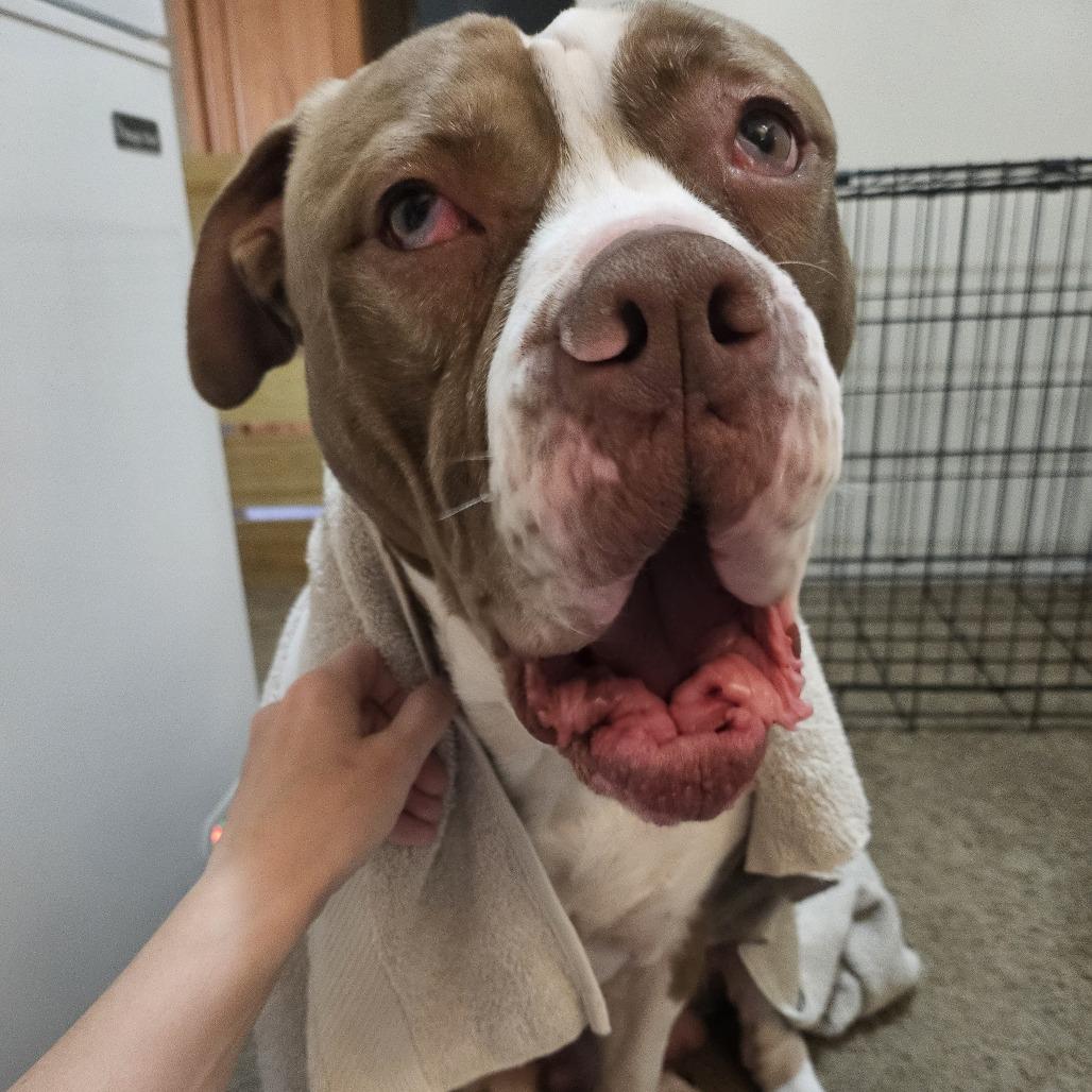 Enlarge Bentley, a Adoptable mixed breed in York, PA image 4/6