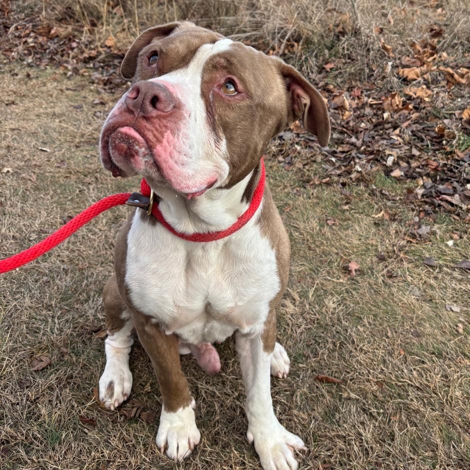 Enlarge Bentley, a Adoptable mixed breed in York, PA image 4/6