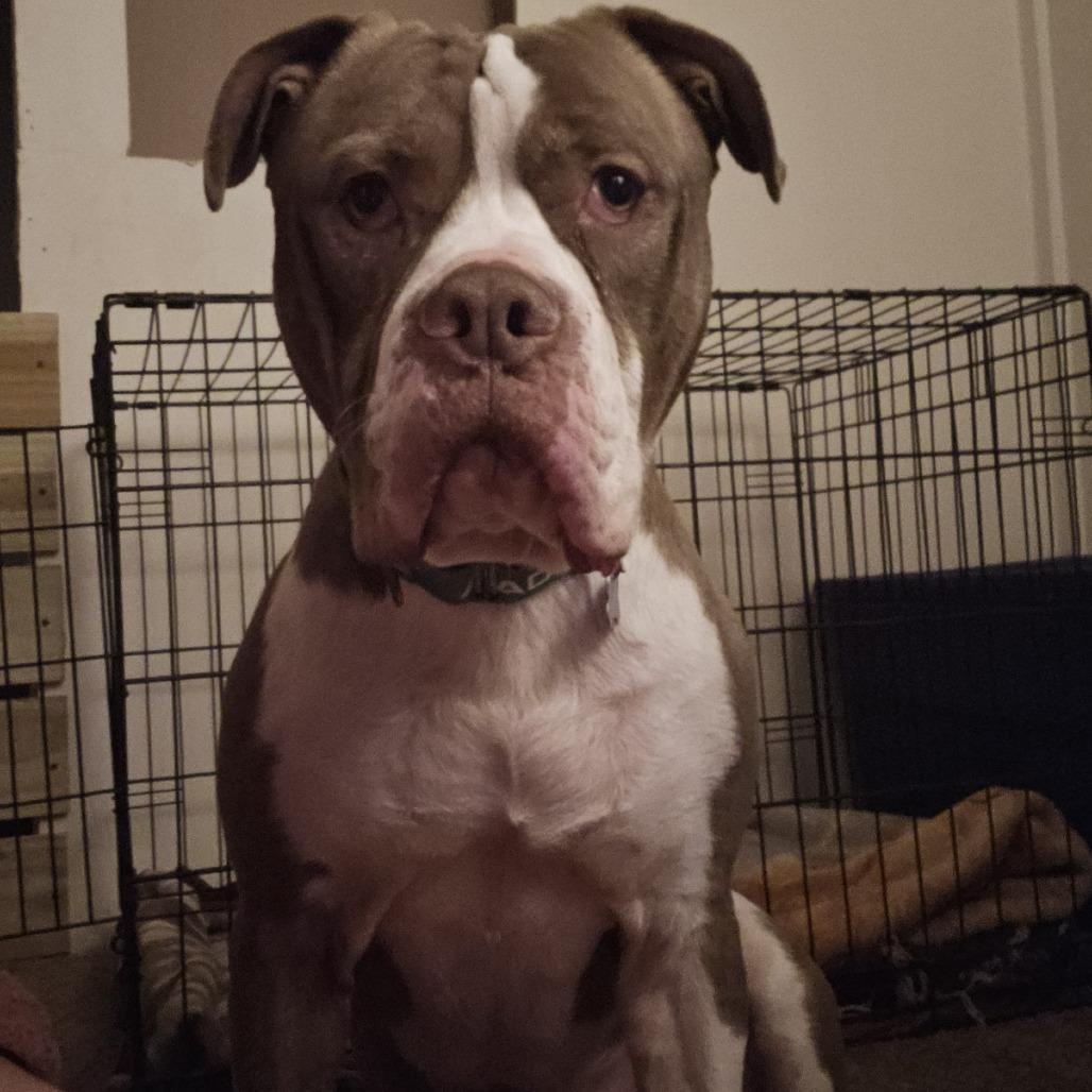 Enlarge Bentley, a Adoptable mixed breed in York, PA image 5/6