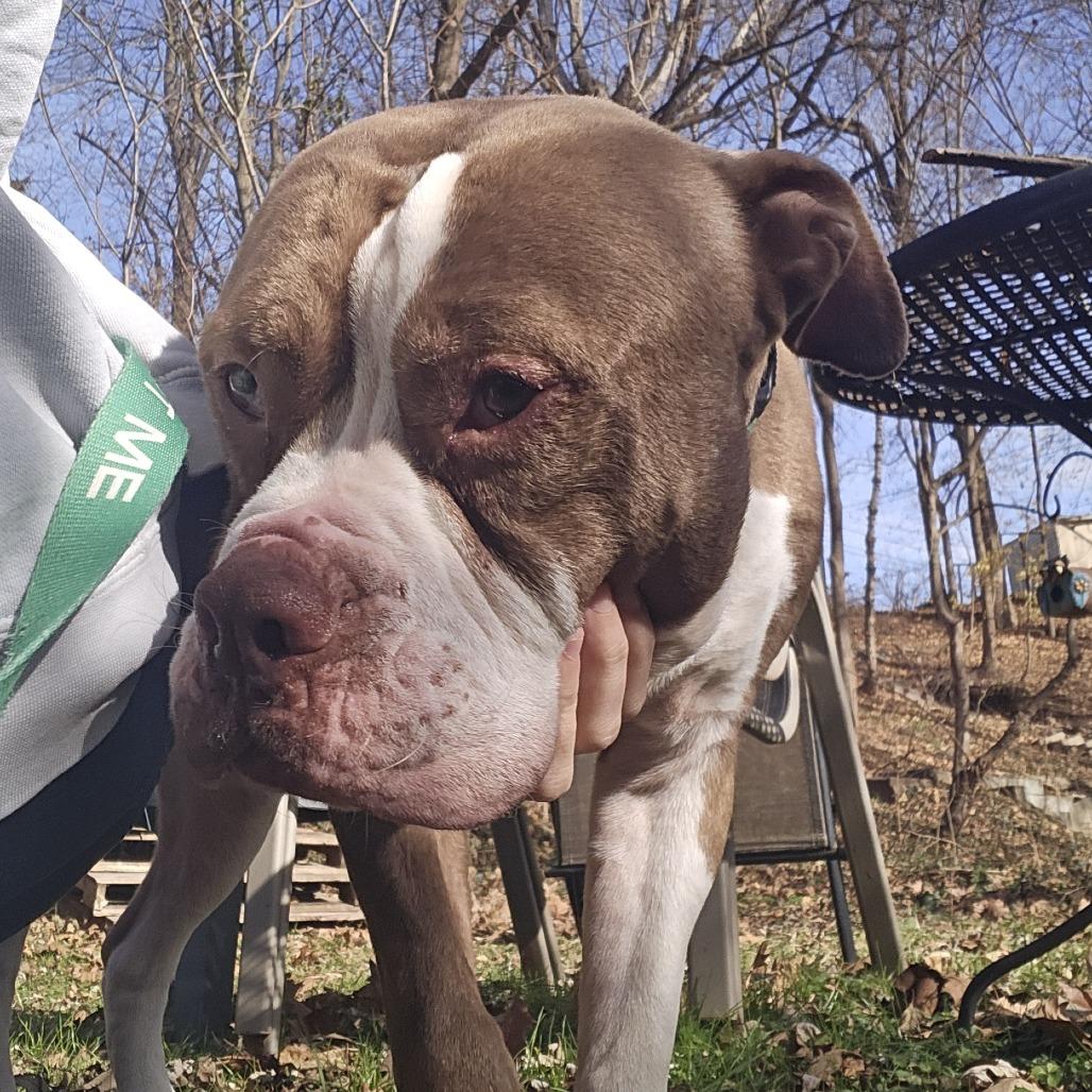 Enlarge Bentley, a Adoptable mixed breed in York, PA image 6/6