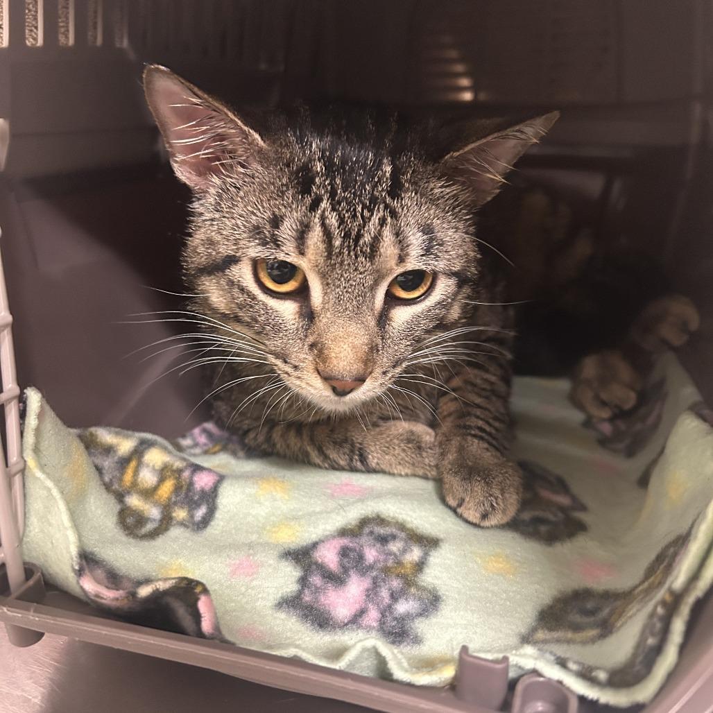 Rice-a-Roni, Adoptable, Young Male Domestic Short Hair.