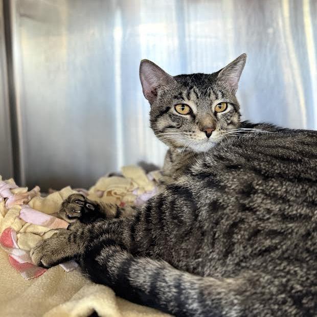 Rice-a-Roni, a Adoptable Domestic Short Hair in Saint Cloud, MN image 2/6