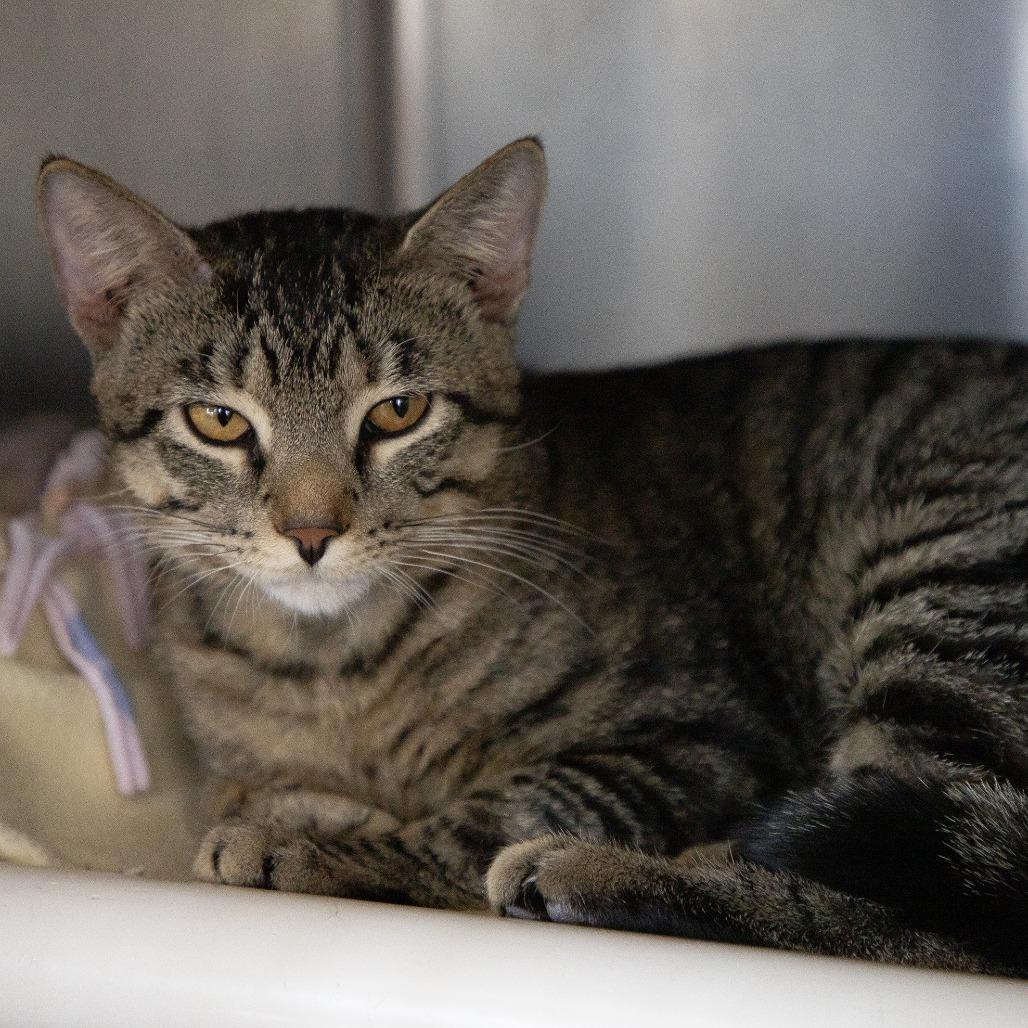 Rice-a-Roni, a Adoptable Domestic Short Hair in Saint Cloud, MN image 3/6