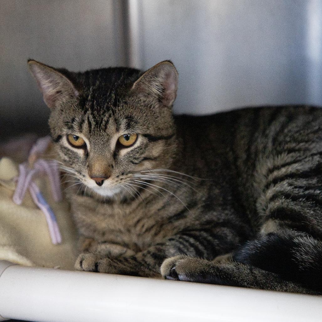 Rice-a-Roni, a Adoptable Domestic Short Hair in Saint Cloud, MN image 4/6