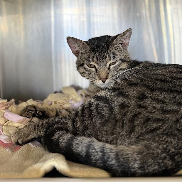 Rice-a-Roni, a Adoptable Domestic Short Hair in Saint Cloud, MN image 5/6