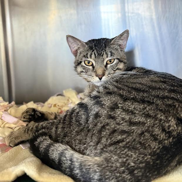 Rice-a-Roni, a Adoptable Domestic Short Hair in Saint Cloud, MN image 6/6