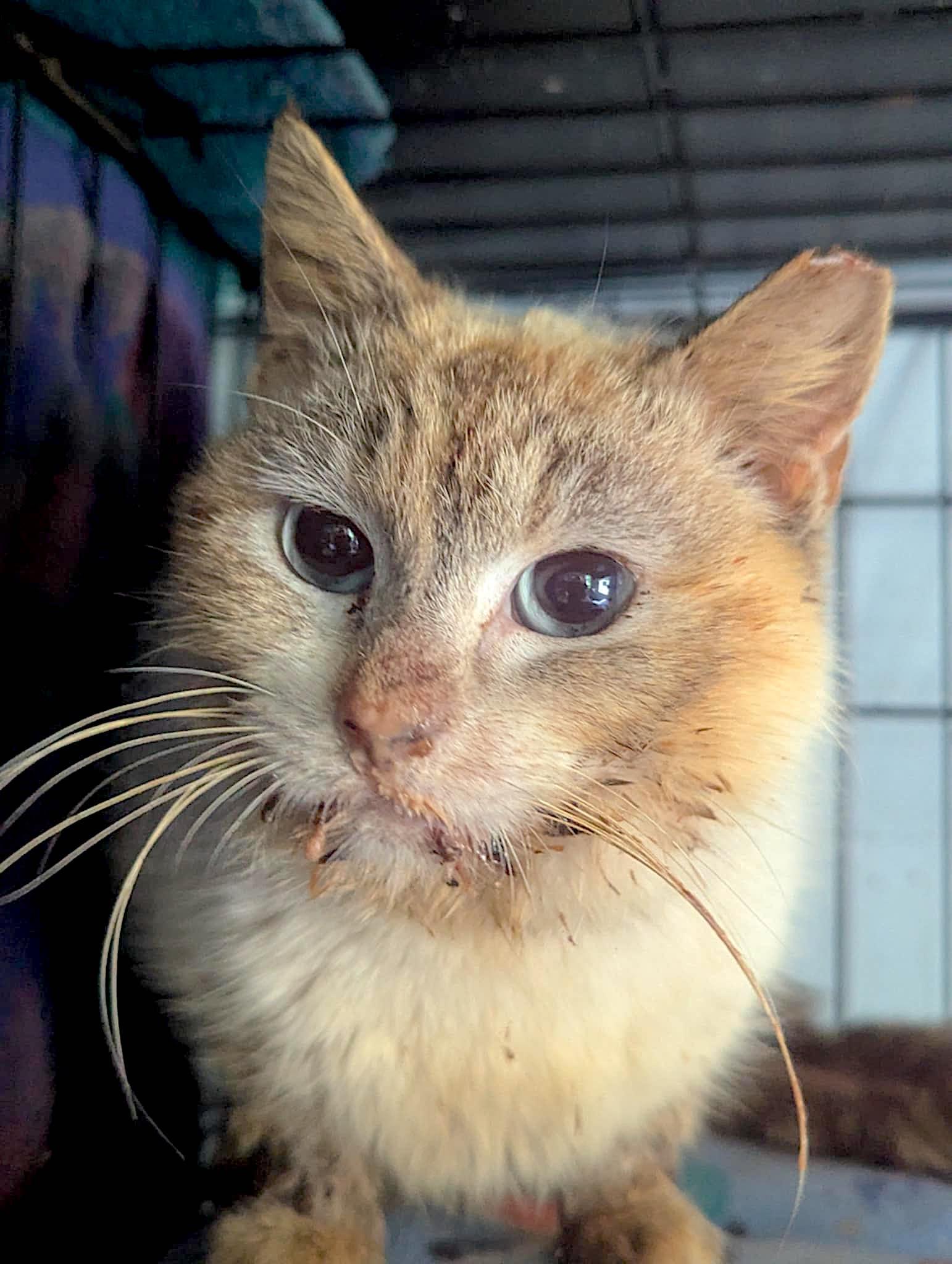 Cinder 2, Adopted, Young Female Domestic Short Hair & Siamese.