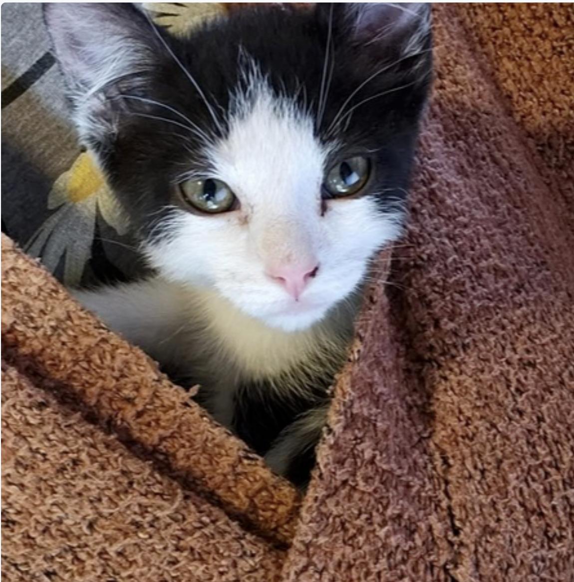The Witchlings: Thorn, Baby Male Domestic Short Hair