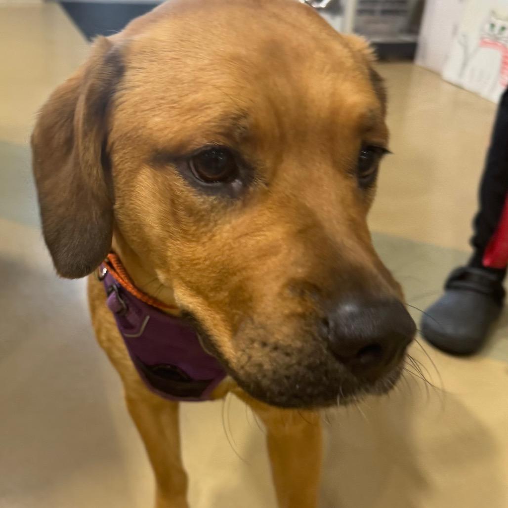 Cookie, Adoptable, Young Female Mixed Breed & Mixed Breed.