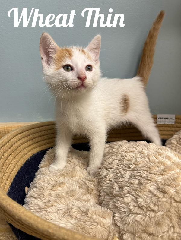Wheat Thin, Baby Male Domestic Short Hair