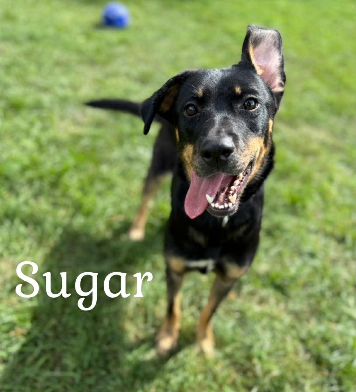 Sugar