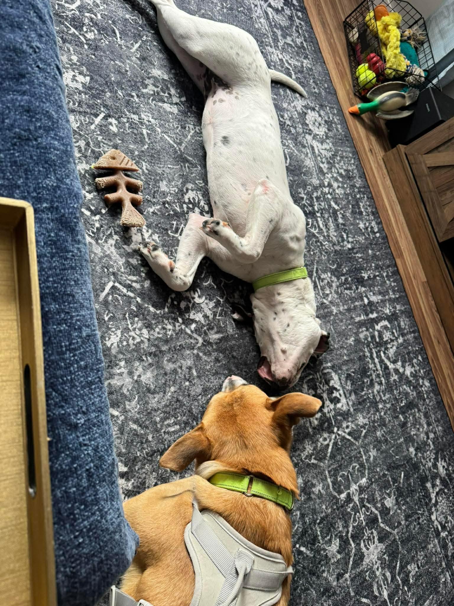 Enlarge Frankie, a ADOPTABLE mixed breed in Brooks, ME image 4/4