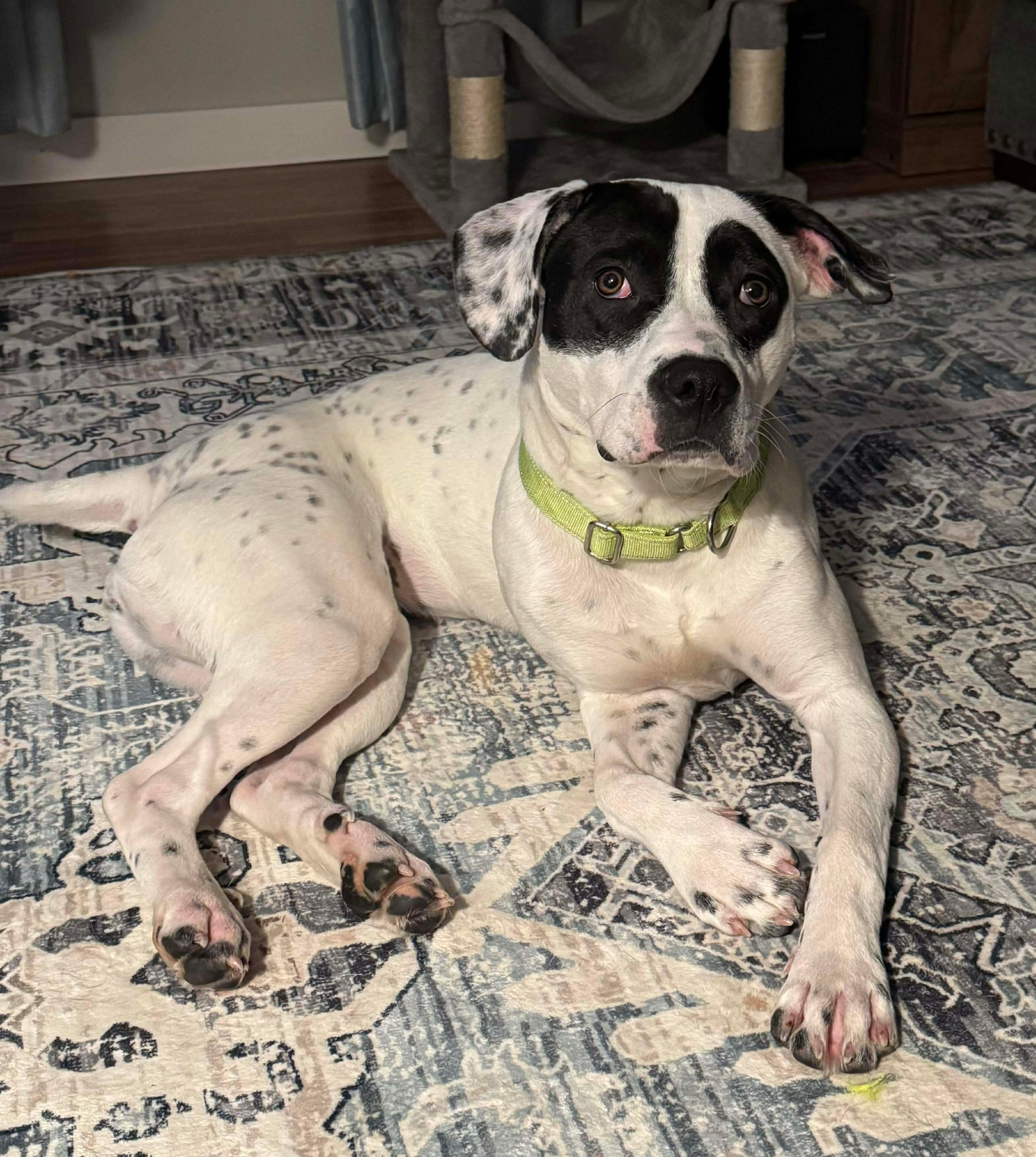 Enlarge Frankie, a ADOPTABLE mixed breed in Brooks, ME image 1/4