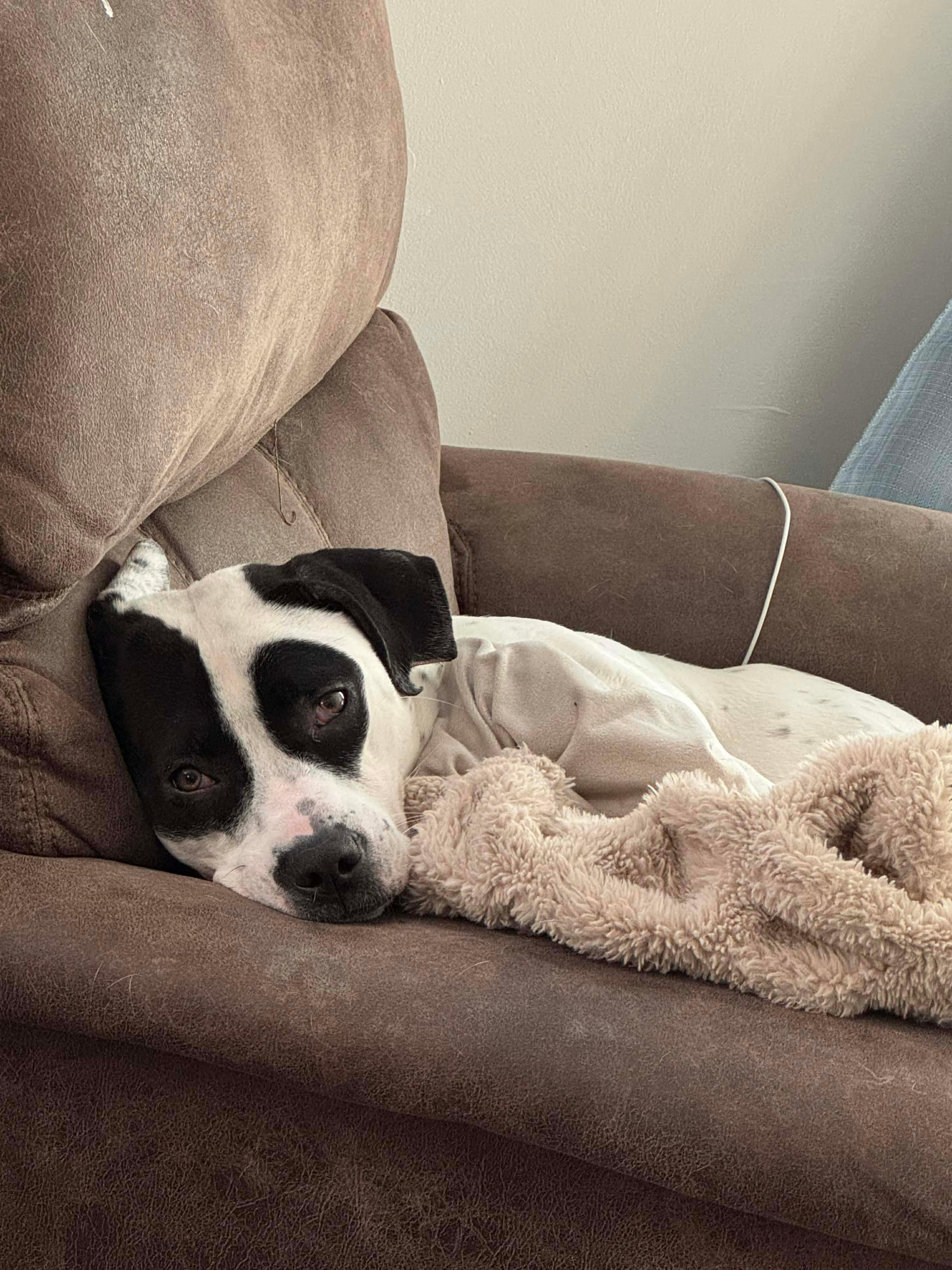 Enlarge Frankie, a ADOPTABLE mixed breed in Brooks, ME image 3/4