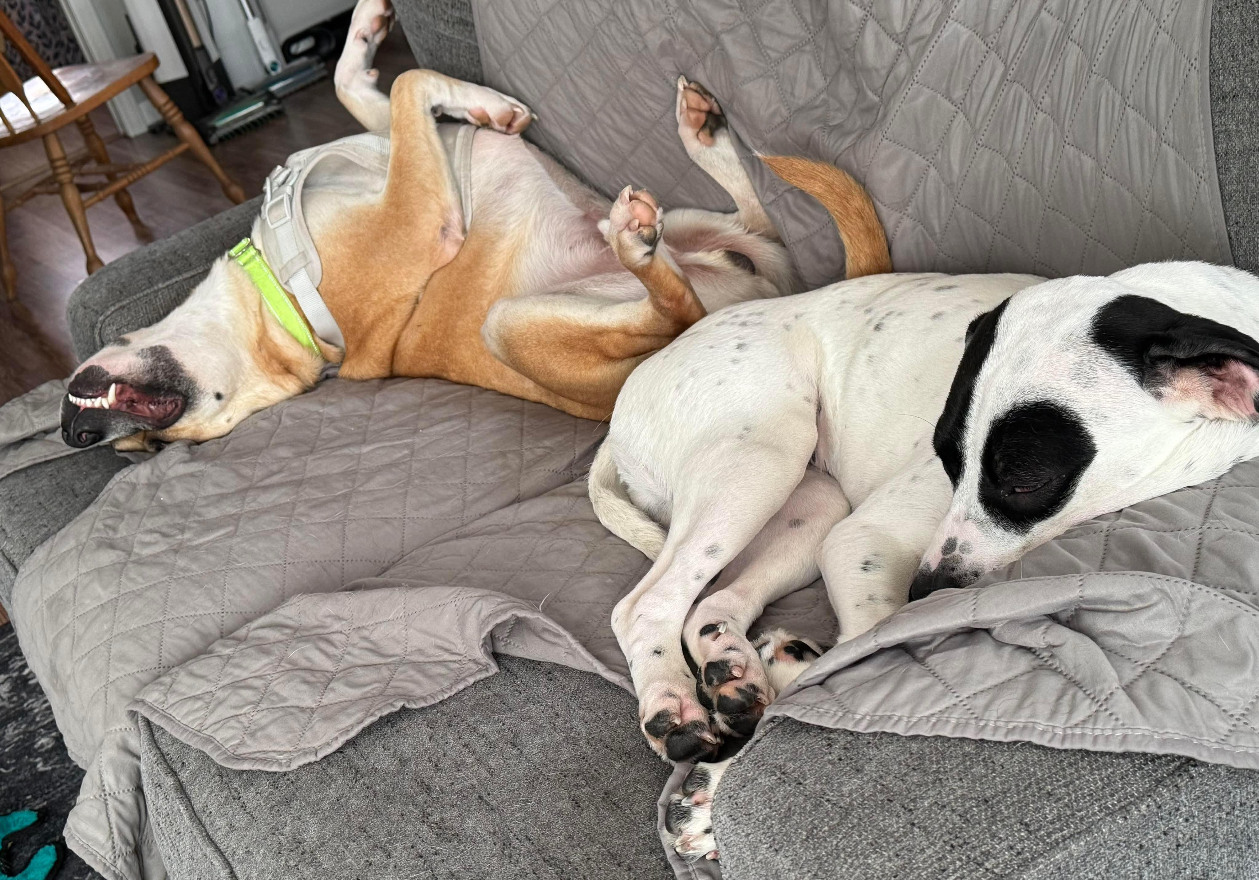 Enlarge Frankie, a ADOPTABLE mixed breed in Brooks, ME image 2/4