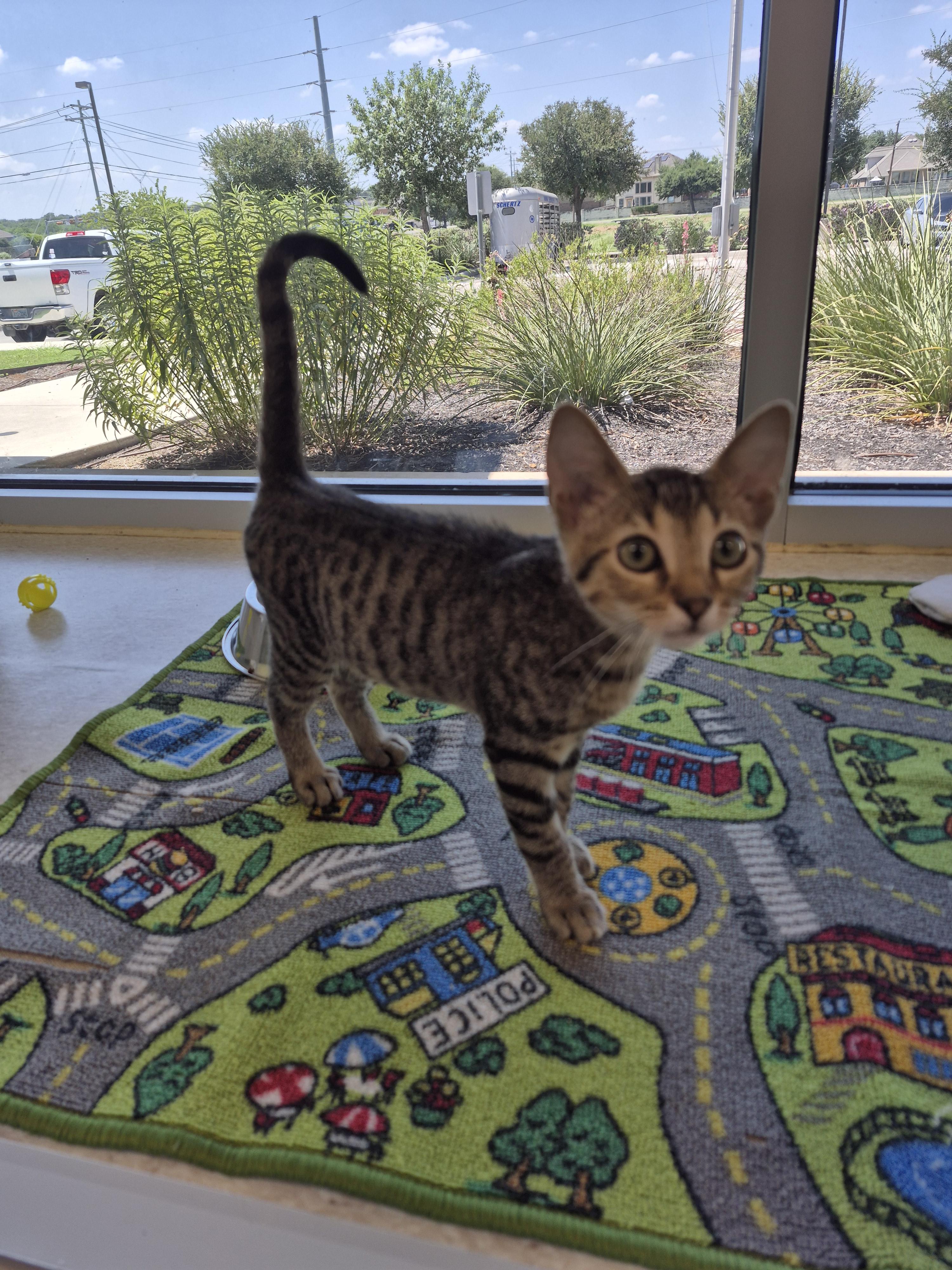 Armand, an adopted Domestic Short Hair in Schertz, TX image 3/3