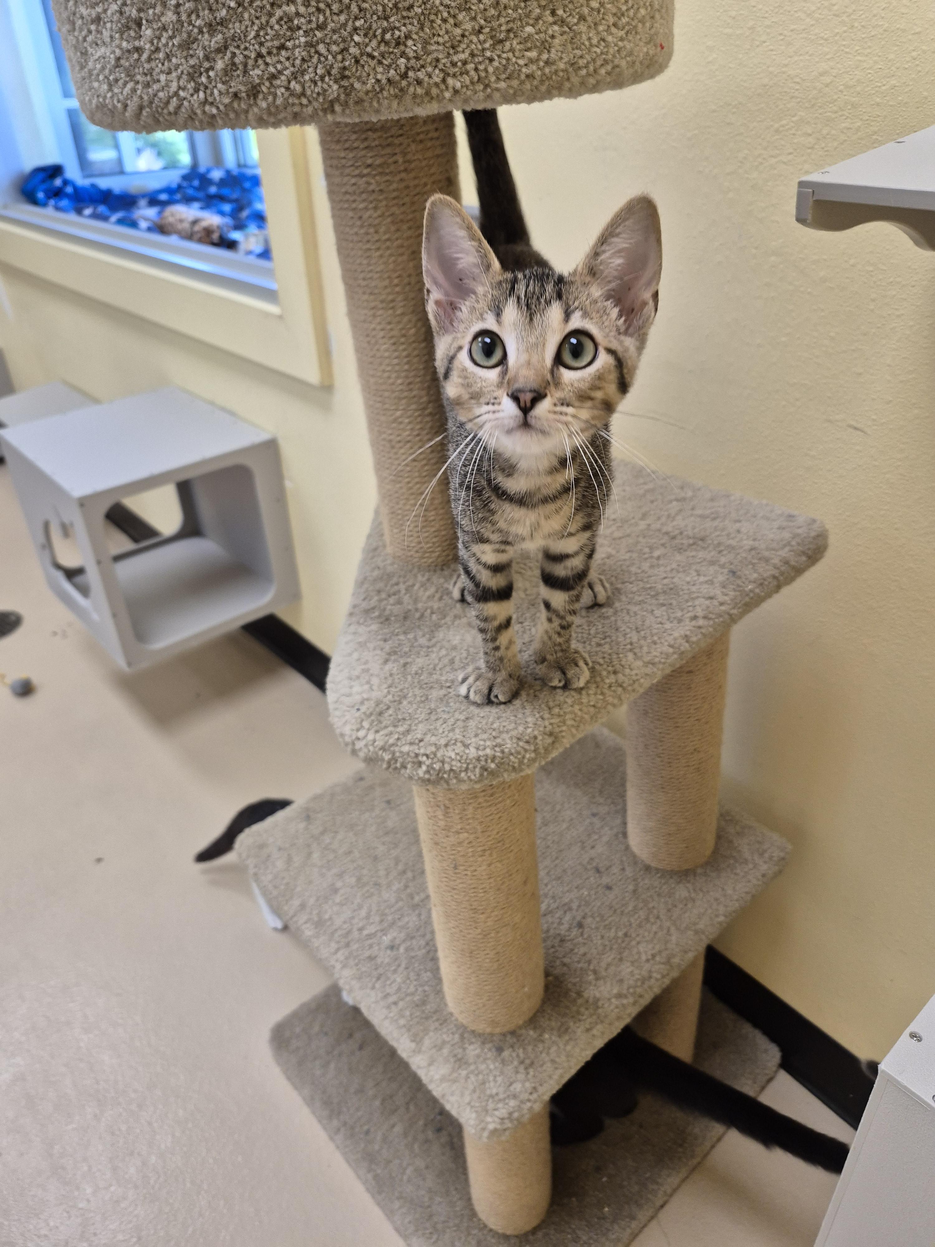 Armand, an adopted Domestic Short Hair in Schertz, TX image 2/3