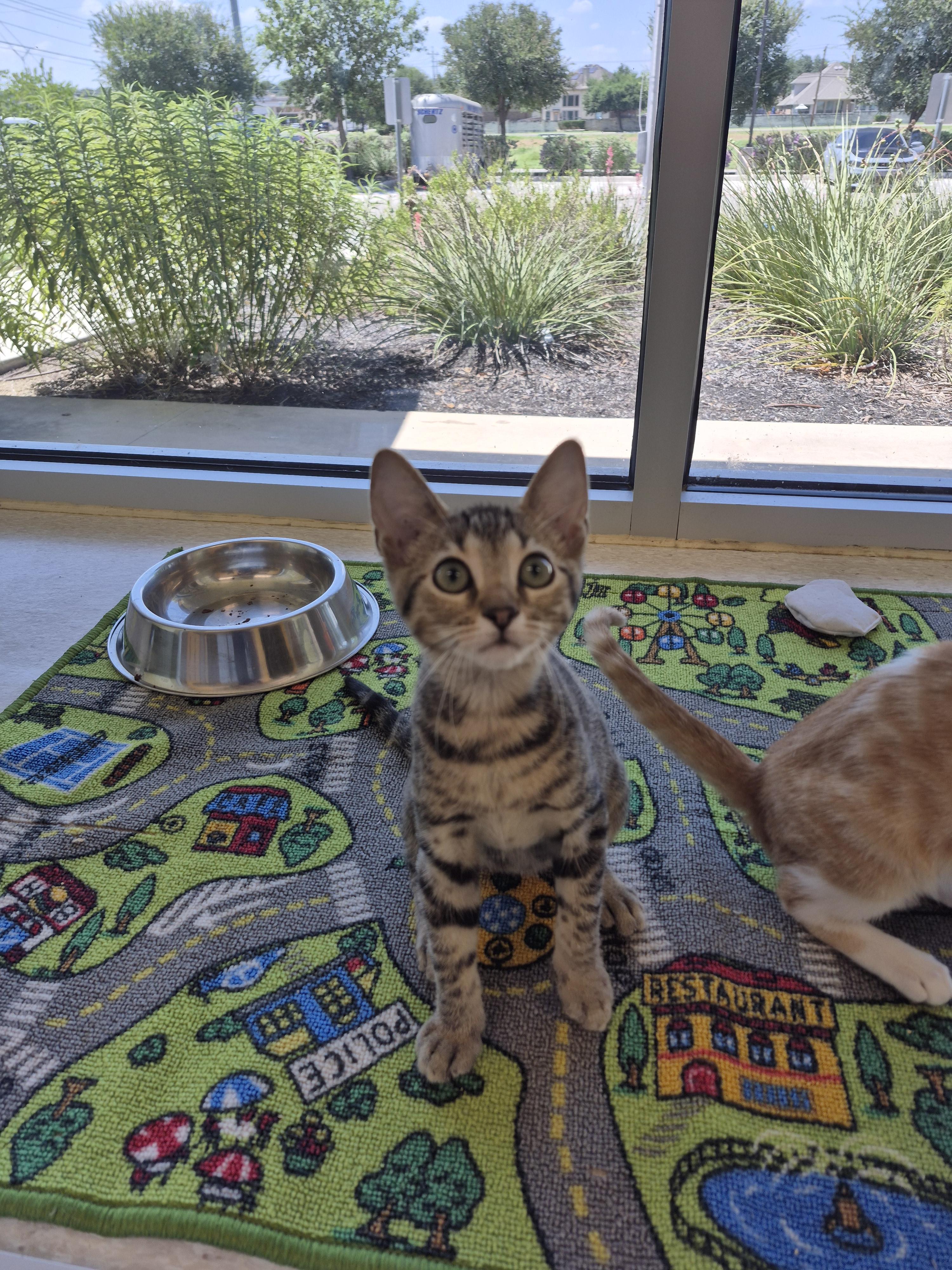 Armand, adopted, Young Male Domestic Short Hair.