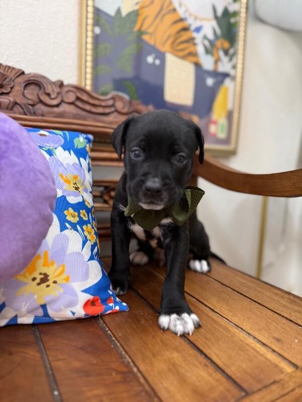 Fig Love — thumbnail 2