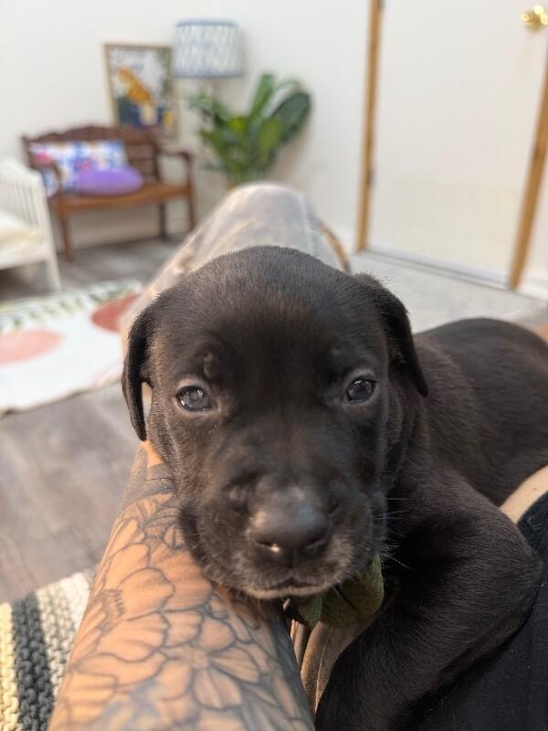 Fig Love — thumbnail 3