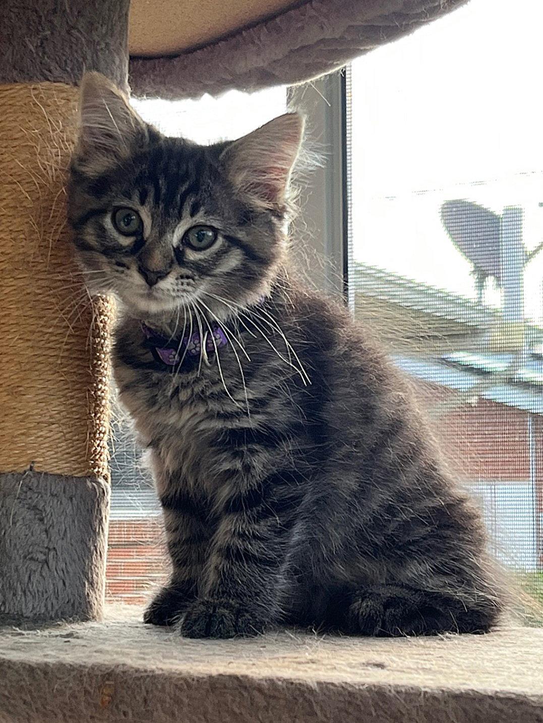 Mario, Adopted, Kitten Male Domestic Long Hair.