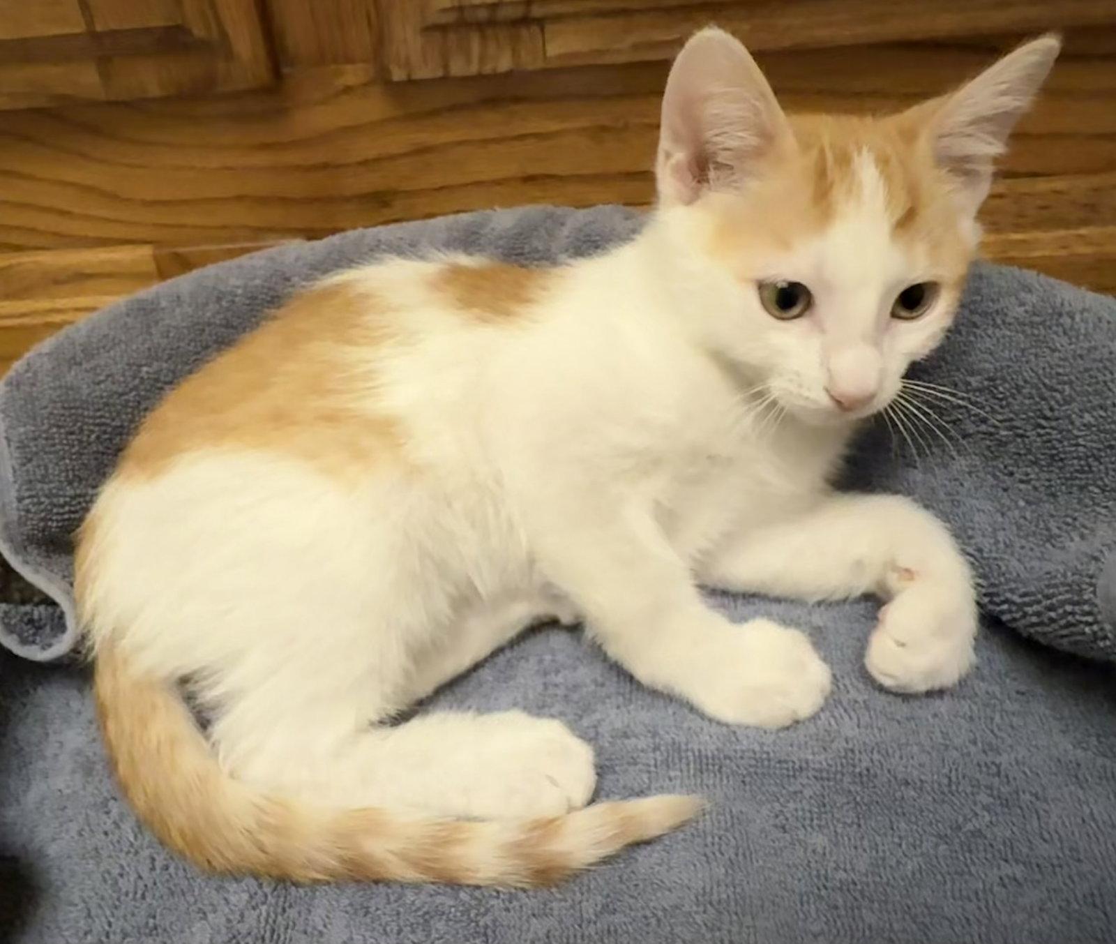 Archie ( JJ) Napa, a Adoptable Domestic Short Hair in Vacaville, CA image 2/2