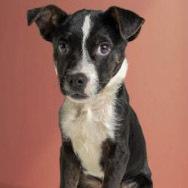 AAD New Arrival! Goober - 26107, Adoptable, Puppy Male Terrier & Cattle Dog.