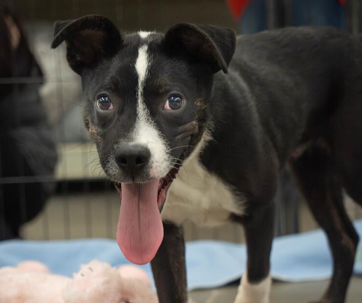 AAD New Arrival! Goober - 26107, a Adoptable mixed breed in Armonk, NY image 2/3